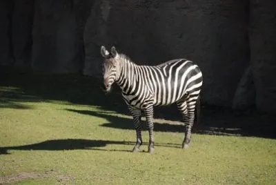 Imagem jigsaw puzzle