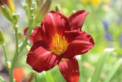 Imagem jigsaw puzzle