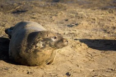 פאזל של Imagem