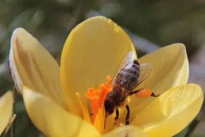 פאזל של Imagem