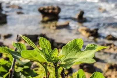 פאזל של Imagem