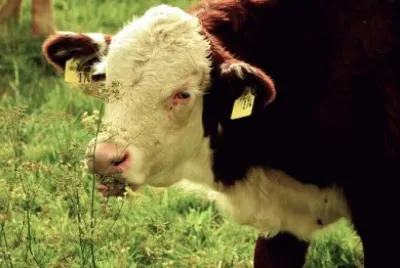 פאזל של Imagem