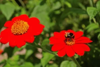 Imagem jigsaw puzzle