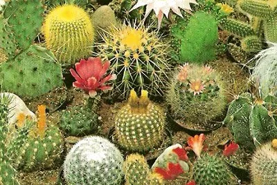 Imagem jigsaw puzzle