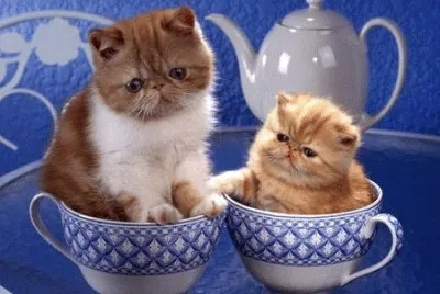 Imagem jigsaw puzzle