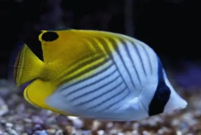 Imagem jigsaw puzzle