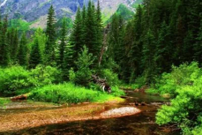 Bosque jigsaw puzzle