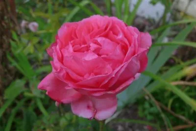 pivoine