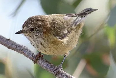 Acanthiza lineata