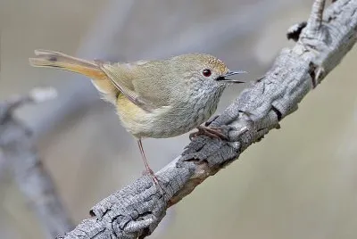 Acanthiza pusilla