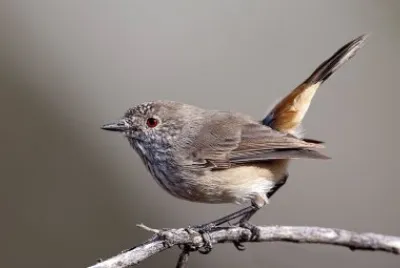 Acanthiza apicalis