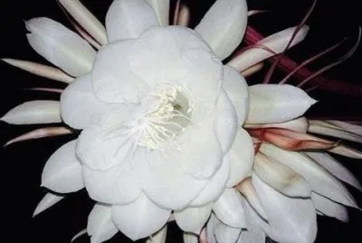 dama de noche
