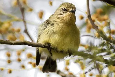 Acanthiza nana