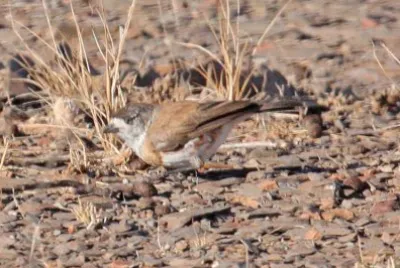 Aphelocephala pectoralis