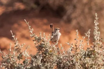 Calamanthus campestris