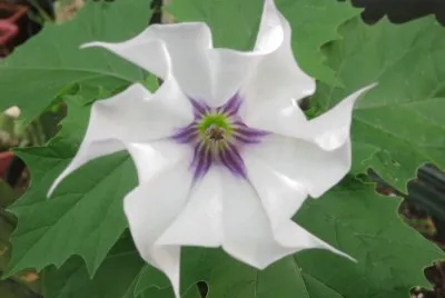 Datura jigsaw puzzle