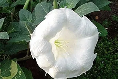 Datura jigsaw puzzle