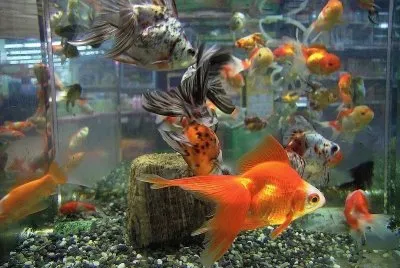 Carassius auratus jigsaw puzzle