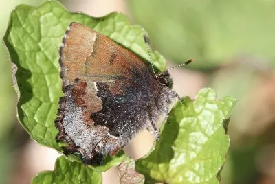 Callophrys henrici jigsaw puzzle