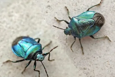 Zicrona caerulea