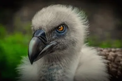 פאזל של Imagem