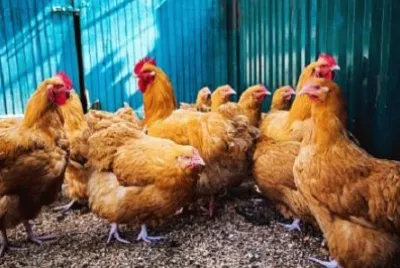 פאזל של Imagem