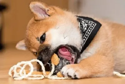 פאזל של Imagem