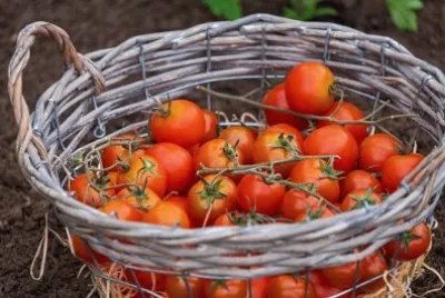 פאזל של Imagem