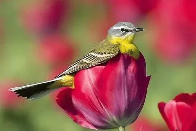 natural jigsaw puzzle