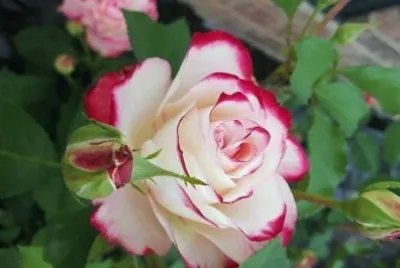 flores jigsaw puzzle