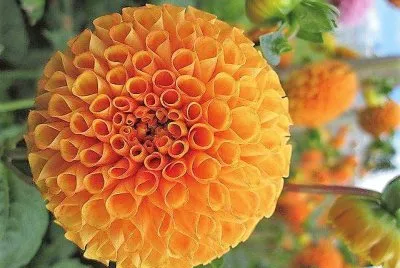 flores jigsaw puzzle