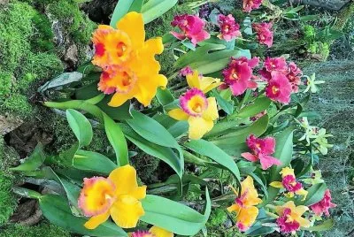 flores jigsaw puzzle