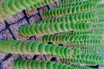 natural jigsaw puzzle
