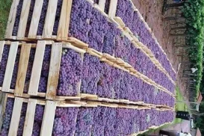 natural jigsaw puzzle