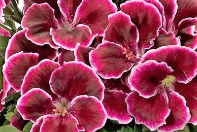 flores jigsaw puzzle