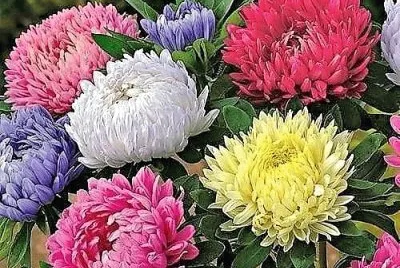 flores jigsaw puzzle