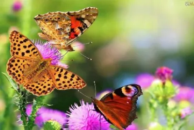 natural jigsaw puzzle