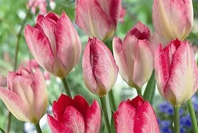 flores jigsaw puzzle