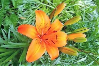 flores jigsaw puzzle