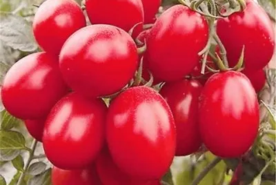 frutos jigsaw puzzle
