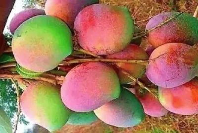 frutas jigsaw puzzle