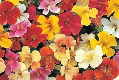 flores jigsaw puzzle