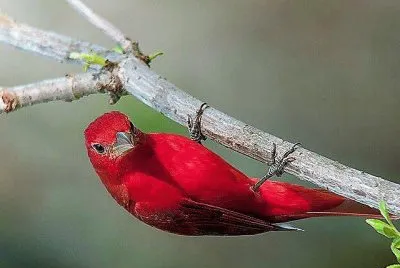 natural jigsaw puzzle