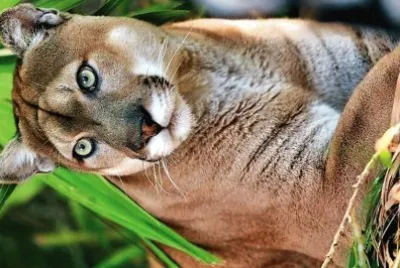 natural jigsaw puzzle