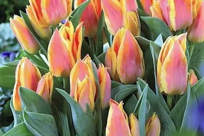 flores jigsaw puzzle