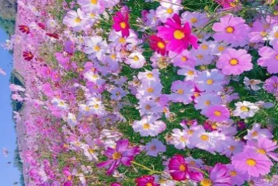 flores jigsaw puzzle