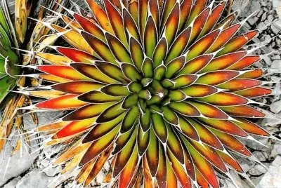 natural jigsaw puzzle