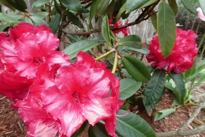 flores