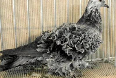 Colombo ricciuto nero