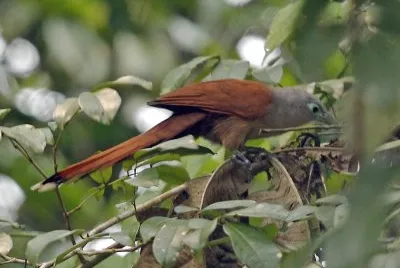 Malcoa di raffles